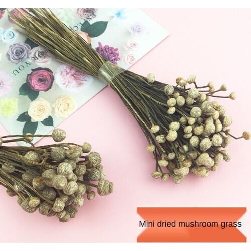 Mushroom Grass Mini Dried Flower Natural Plant Eternal Flower Material Real Flower Shooting Props DIY Aromatherapy Wax Brand