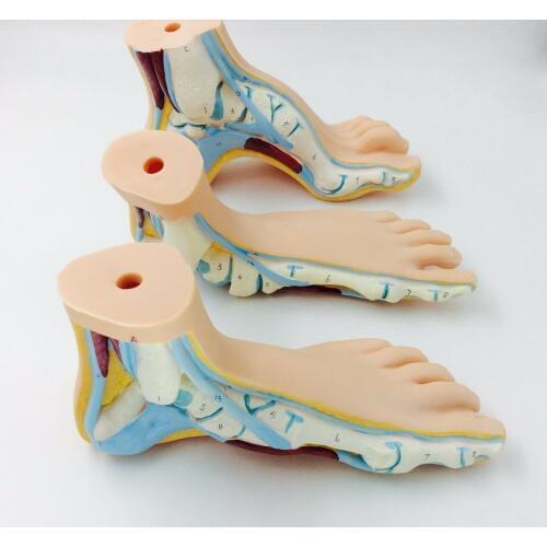 3pcs/set Human Foot Palm Muscle Model Normal Foot Flat Feet Bow Foot Combined Anatomical Model