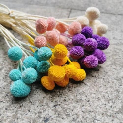 1.5-2.5cm/10pcs,Natural Fresh Eternal Craspedia flower Bunch,Display Dried flower for Wedding Party Home Decoration accessories