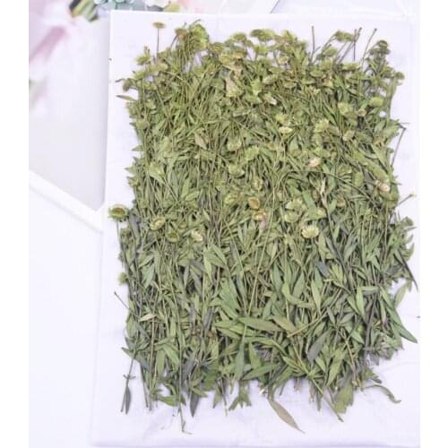 120pcs Pressed Dried Conyza canadensis Leaf Stem For Nail art Epoxy Resin Pendant Necklace Jewelry Making Craft DIY Accessories