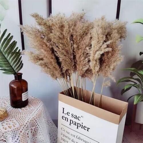 16pcs Dried plants pampas grass natural phragmites wedding flower bunch raw color artificial cotton home decoration accessories