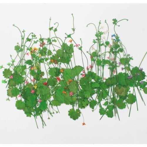 250pcs Pressed Dried Androsace umbellata Flower Herbarium For Epoxy Resin Jewelry Making Bookmark Face Makeup Nail Art Craft