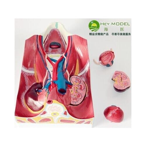Urinary System Abdominal back wall model bladder Urine formation Show free shipping