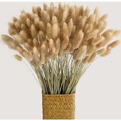 30Pcs Natural Dried Flower Bunny Tail Natural Plants Floral Rabbit Grass Bouquet Home Decoration Accessories Photography Props