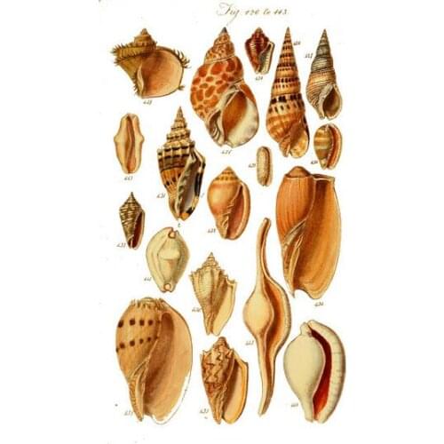 More Style Vintage Classic Nature Marine Shells Manual Art Film Print Silk Poster Home Wall Decor 24x36inch