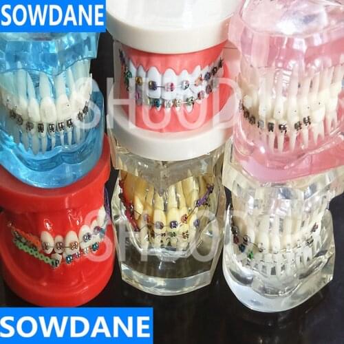 Dental Oral Care Tooth Teeth Model Dental Orthodontic Model for Patient Communication Dentist Study Model