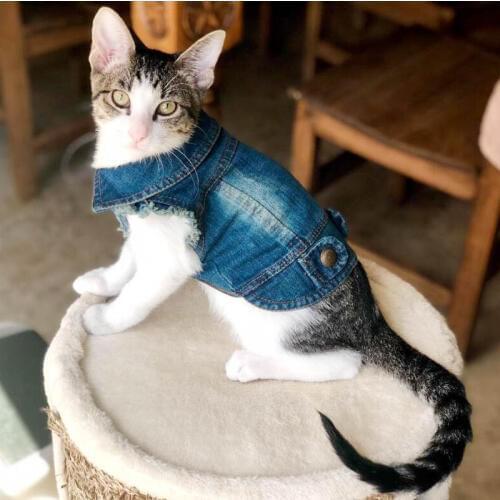 Hoopreety Clothes For Cats