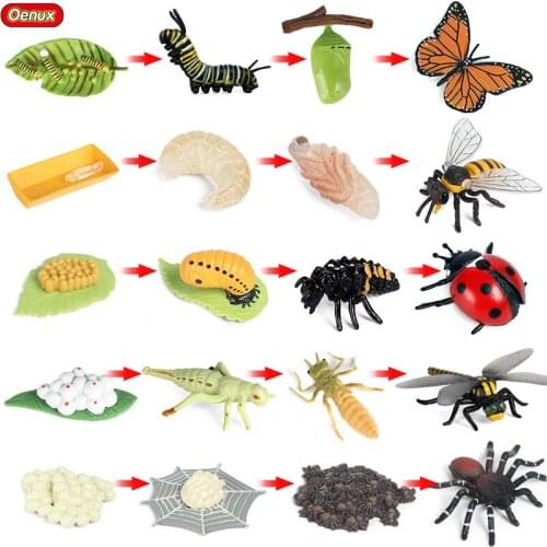 Oenux Realistic Animals Growth Cycle Ladybug Butterfly Snails Bee Life Cycle Model Action Figures School Project Toy For Kids