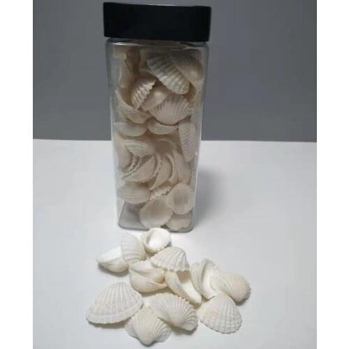 Natural decoration White shell marine style decoration
