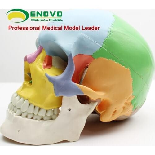 1:1 Life Sized 19 Luxurious Colors Medical Human Skull Model Simulation Skull Oral and Maxillofacial Cosmetic Micro-head Model
