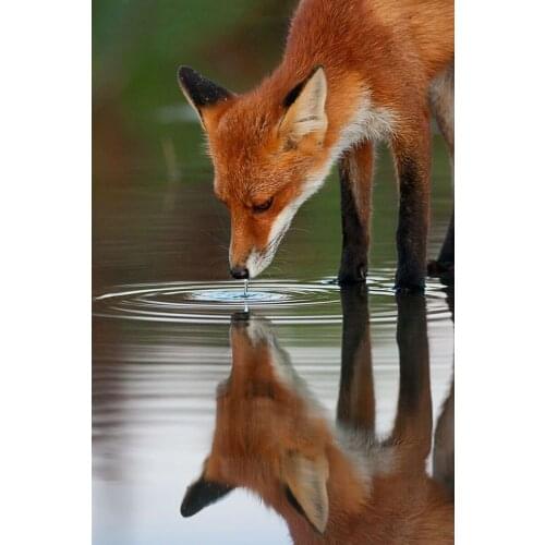 5D Full Diamond Painting Animal Shadow Embroidery Cross Stitch Mosaic Home Decoration Wall Decor Handmade Diy Gift