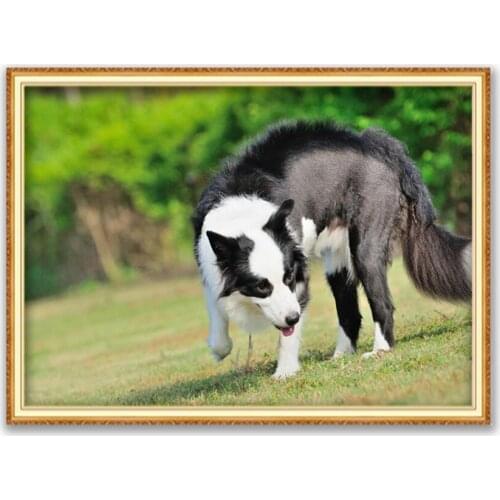 Animal Border Collie DIY 11CT Embroidery Cross Stitch Kits Needlework Craft Set Cotton Thread Printed Canvas Decoration On Sale
