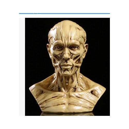 A Body resin model Home furnishing of resin s Sketch teaching of fine art painting s decoration Animalroom Art Statue