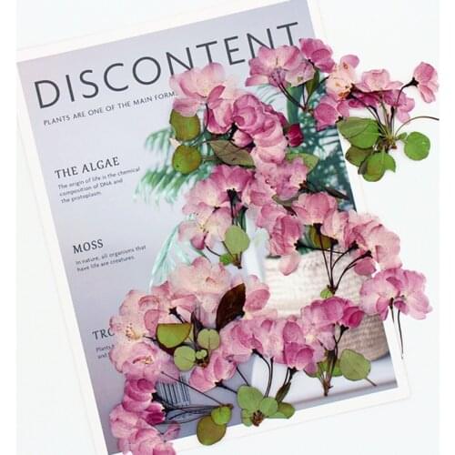 12pcs/bag Begonia Dried Flower Pressed Begonia Flower DIY Handmade Photo Nail Art Dried Flower For Epoxy Jewelry DIY