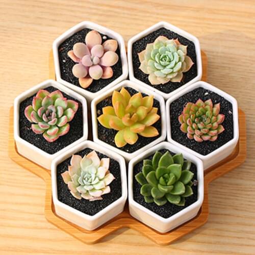 New White Porcelain Flower Pot Creative Succulent Ceramic Simple Korean Flower Stand Combination Succulent Plants Potted Desktop