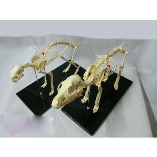 Free shipping animal skeleton model dog skeleton cat skeleton model educational model