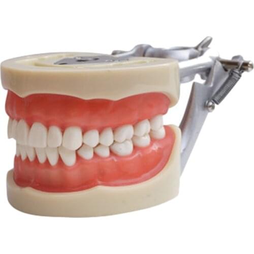 Teaching Model Teeth Model for Dentist to Communicate with Patients Standard Teeth Models with 28 Teeth and Soft Gum