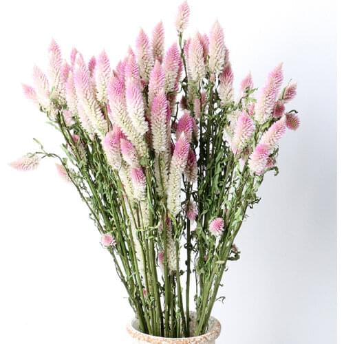 3pcs Dried Grass Pteris multifida Poir Natural Dried Flowers Bouquet Wedding Home Decoration Indoor Real Flowers Gradient Pink