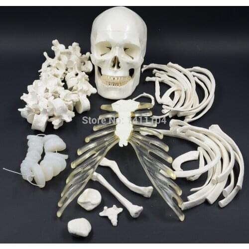 Free shipping&The human body scattered bones ,170cm human body bones, emulational skeleton model, medical orthopaedics. teaching