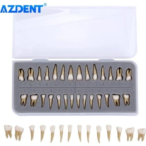 AZDENT 28PCS Dental 1: 1 Permanent Teeth Demonstration Teach Study Model Dentist Implant Teaching Model