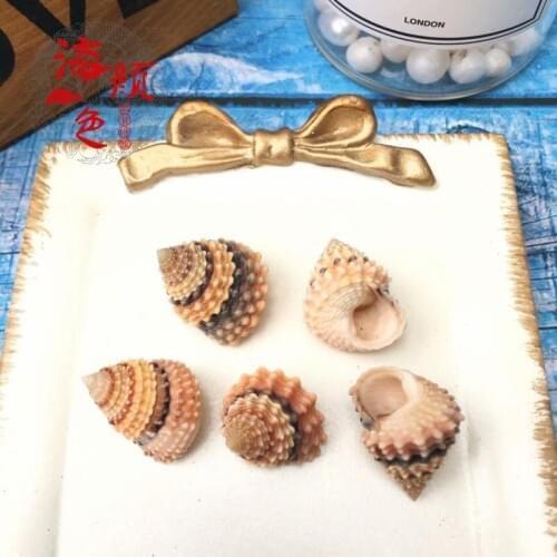 Luminous Tower Conch Pearl Tower Conch Natural Conch Shell Fish Tank Landscape Aquarium Decoration Rare Pocket Specimen Ornament