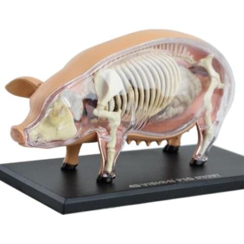 4D Master pig specimen anatomy model static sow organ skeleton assembly model teaching AIDS for primary and secondary school stu