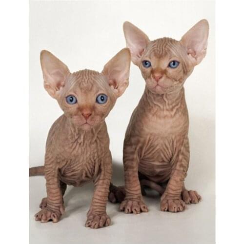 5D Diy Diamond Painting Christmas Animal Sphynx Cat Embroidery Full Square Cross Stitch Kits Mosaic picture of rhinestoneZP-1563