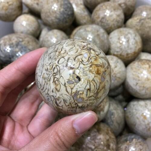 Dinosaur bones Quartz Crystal ball Natural fossil gemstone Magic sphere reiki healing