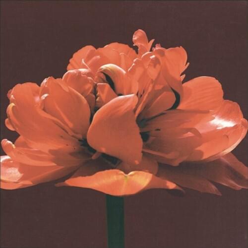 New fashion art flower printed oil painting printed on cotton canvas free shipping