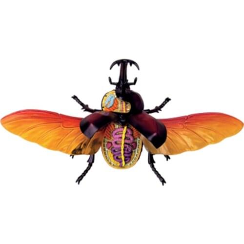 4D Celestial insect Intelligence Assembling Toy Animal Organ Anatomy Model Medical Teaching DIY Popular Science Appliances
