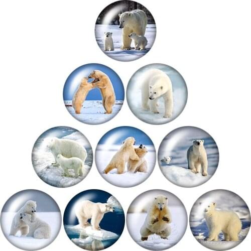 Animals penguin Polar bear Ocean 10pcs mixed 12mm/16mm/18mm/25mm Round photo glass cabochon demo flat back Making findings
