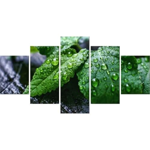 5 Pieces Green Leafs On Stones Water Drops Wall Art Painting Pictures Print On Canvas Botanical For Home Decoration Framed