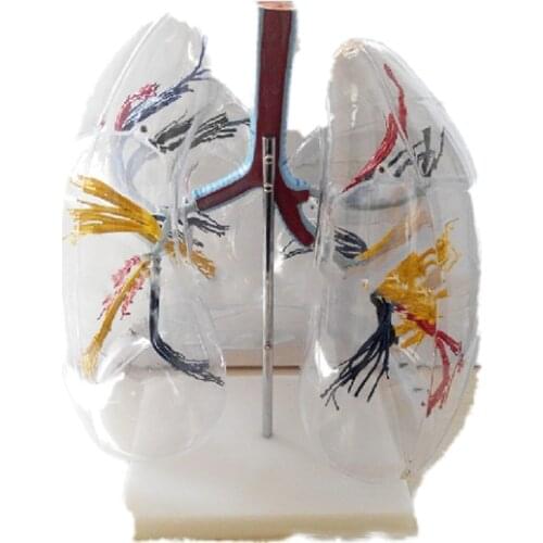 Science education transparent lung segment model tracheal bronchology teaching model