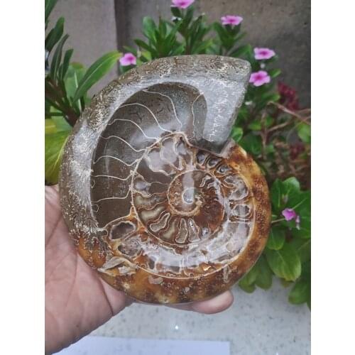 Natural Ammonite Rough Specimen Fossil