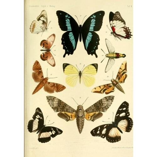 Butterfly chart wildlife insect vintage Photo Art Film Print Silk Poster for Your Home Wall Decor 24x36inch
