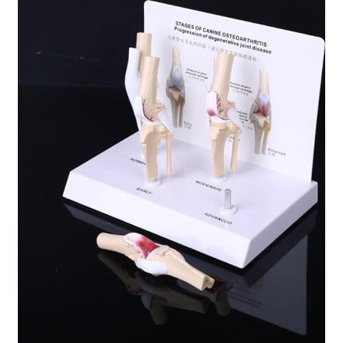 Animal Dog Canine Knee Joint Model Skeleton Veterinary Teaching Research Display 24BB