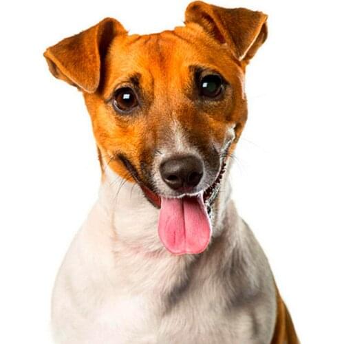 Full Square Drill 5D DIY Diamond Painting dog 3D Embroidery Animal dog Cross Stitch Mosaic Home Decor wedding christmas gift