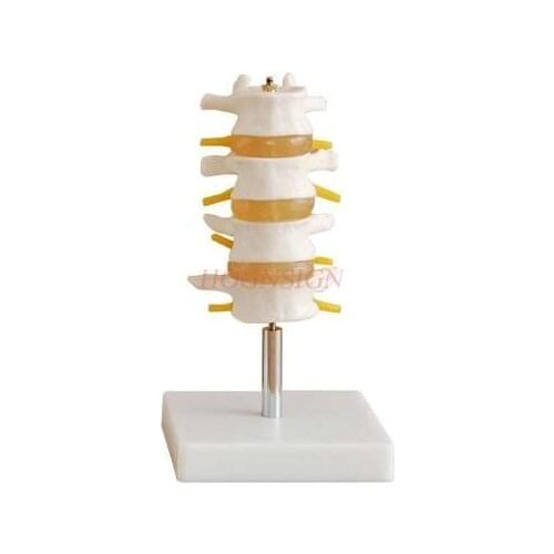 Lumbar vertebra model skeletal intervertebral disc nerve 1: 1 spine spine structure orthopedics medical teaching mold stereo