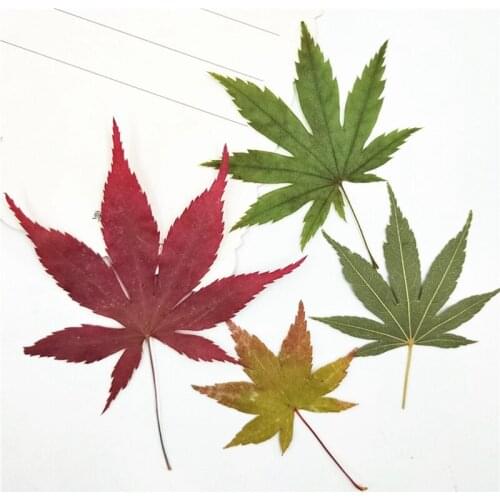 100 Pieces Real Dry Natural Pressed Flowers Maple Leaves, Dried Press Palm Leaf For DIY Craft , Bookmarks, Floral Sticker