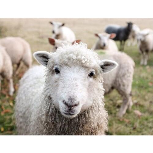 New diamond embroidery white sheep Crystal mosaic full embroidery,square&round drill 5d diy diamond painting,wall stickers YG734