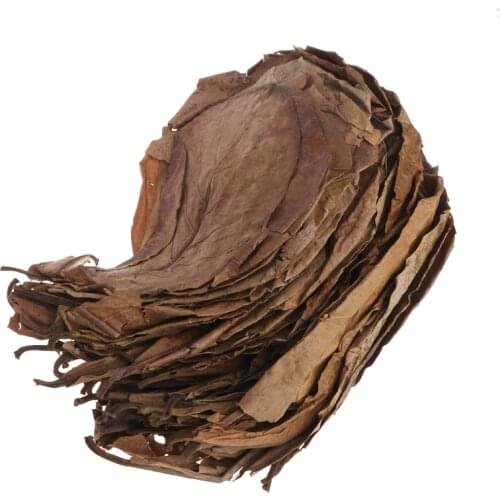 50 Pcs Natural Catappa Leaves Almond Leaf Fish Cleaning Treatment Aquarium Tank