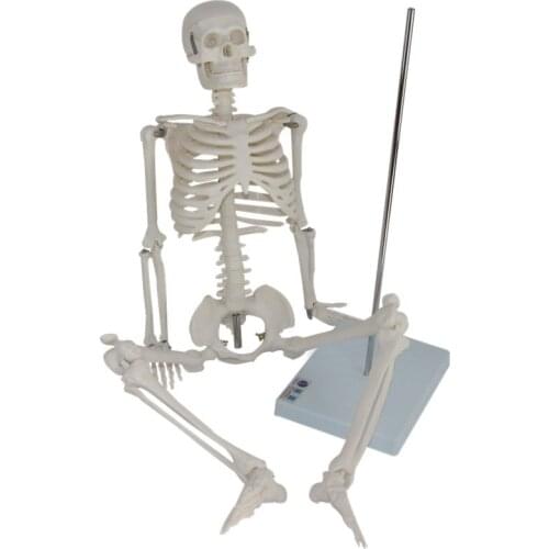 Skeleton model 85cm human skeleton model medical arts skeleton