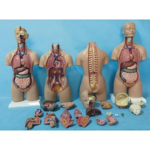 19 parts torso model 55cm human torso anatomy model heart brain model