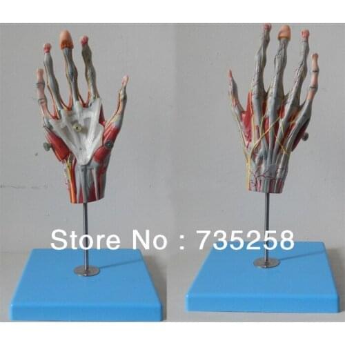 Muscles of Hand with Main Vessels and Nerves Model