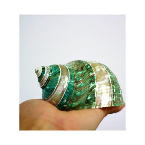 Natural shell, conch, coral, peeled green turban snail, aquarium decoration, specimen snail collection gift