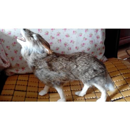 Home furnishings simulation animal looking the sky wolf toy model ,Christmas gift k0777
