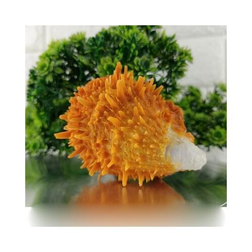 Natural shell conch sea chrysanthemum clam fish tank landscaping aquarium decoration collection ornaments shooting background pr