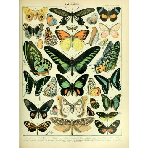 Papillons Butterfly chart wildlife insect vintage Photo Art Film Print Silk Poster for Your Home Wall Decor 24x36inch