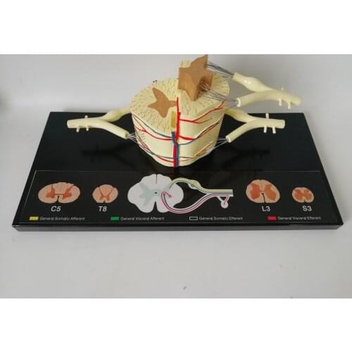 Spinal Cord Nerve Anatomical Model 5 Times Sumal Ventral Dorsal Coccygeal Root Teaching Resources