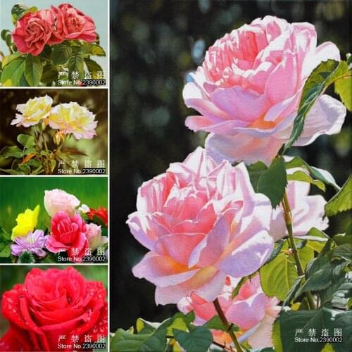 5D Diy Diamond Painting Flowers Square DIY Diamond Embroidery Cross Stitch Kits Diamond Mosaic Home Decoration Red & Pink Rose